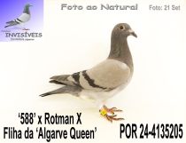 POR 24-4135205